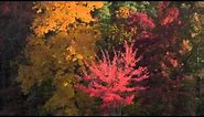 Fall Color at Brown County State Park | Indiana DNR