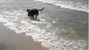 My Lab/German Shorthair Pointer mix dog having fun in Lake Michigan waves.