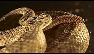 Rattlesnake Tail in Slow Motion | BBC Earth