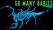 How Do YOU Care for a Florida Bark Scorpion? Centruroides gracilis