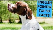 English Pointer - TOP 10 Interesting Facts
