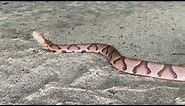 Copperhead Snake Strike is Incredibly Fast ~ Striking Slow Motion 12 Times