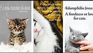 A Collection of the Best Cat Quotes - Funny, Cute, Inspirational & More!