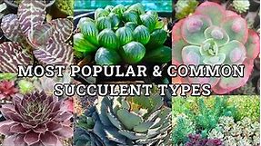 Main Succulent Plant Types With Names & How To Identify Them
