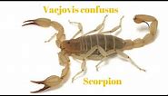 Vaejovis confusus Scorpion setup Yellow Ground Scorpion Coahuila Devil scorpion
