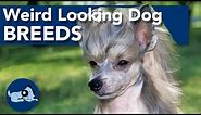 The Weirdest Looking Dog Breeds!