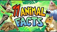 Fun Facts about ANIMALS