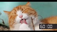 60 Minute Screensaver With Cute Cats | Cat Meow Alarm Sound
