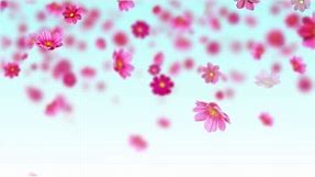 Pink cosmos flowers - Free motion background loop