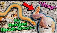 Albino SUPERCONDA Hognoses Hatching!