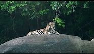 Jaguar in Kayser area | Panthera Onca |