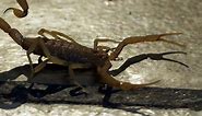 Meet the Arizona Bark Scorpion