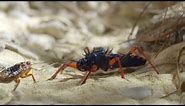 Bugs Eating Bugs Up Close | Insects, Bugs & Scorpions | Love Nature
