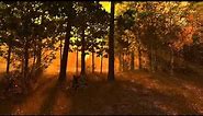 Autumn Forest 3D Screensaver