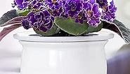 African Violet Pots Ceramic 6.5”W x 4.6”H Self Watering Planter for Indoor Flowers and Plants – White Glazed Outer Plant Pot with Highly Absorbent Inner Planter Pot for Tropical Plants