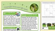 Dragonfly Facts and Life Cycle
