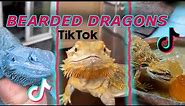 Bearded Dragons | TikTok Compilation 2022