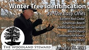 Winter Tree Identification #1 - The Easy Ones
