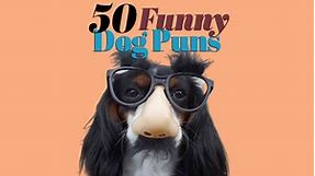 These 50 Paw-some Dog Puns Will Make You Howl With Laughter