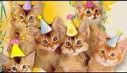 Cute Cats Sing "Happy Birthday"