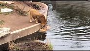 Smart Lion falls into water FUNNY Löwe fällt ins Wasser