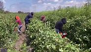 Florida farmworkers fearful ahead of new immigration law