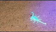 Glowing Scorpions! Scorpion Hunting in the California Desert