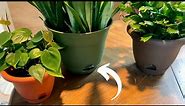 Self Watering Pots Explained | Easy Plant Care