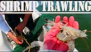 Small boat shrimp trawling opening day 2022 shrimp trawl season