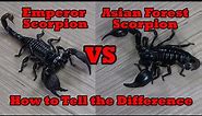 Emperor Scorpion vs Asian Forest Scorpion How to Tell the Difference