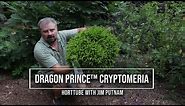 Dragon Prince™ Cryptomeria - Perfect Dwarf Foundation Plant