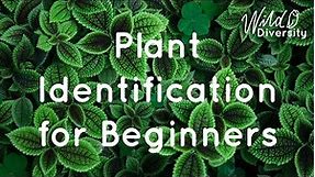 Plant Identification for Beginners