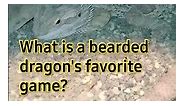 bearded dragon jokes #dadjokes #reptiles