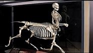 10 Scary Skeletons Ever Discovered!