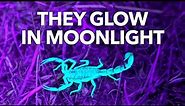 Why Scorpions Glow in the Dark