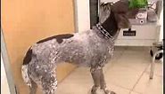 Breed All About It - German Shorthaired Pointer