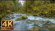Beautiful Nature Video in 4K (Ultra HD) - Autumn River Sounds - 5 Hours Long