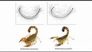 To know a scorpion by its tail: the tail strike of scorpions differs between species