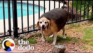 90-Pound Beagle Loses 70% Of His Body Weight | The Dodo Faith = Restored
