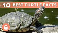 10 FACTS About TURTLES You Probably Didn't Know 🐢