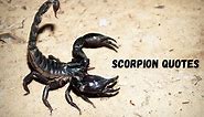 58 Best Scorpion Quotes On Success In Life – OverallMotivation