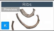 Ribs (preview) - Types, Location & Landmarks - Human Anatomy | Kenhub