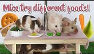 Cute mice trying different foods