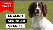 99% of English Springer Spaniel Owners Don't Know This