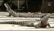 Eastern water dragons in suburbia [HD] Off Track, ABC RN