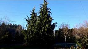 Weeping Alaska Cedar / Chamaecyparis nootkatensis