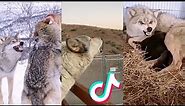 Wolves are Badass and Cute - Best TikTok Compilation!