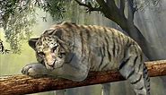 ♥► Beautiful (White) Tiger Wallpaper Images / Best Free Wild Animal Screensaver Pictures ◄♥