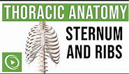 Thoracic Anatomy: Complete Guide to Skeleton, Sternum & Ribs | Lecturio Medical
