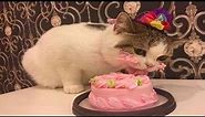 Cats Birthday Party Compilation | Sweet Cats Love Meatcake